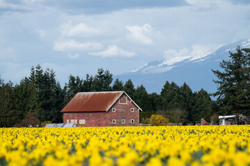 Red barn behind a field of bright yellow daffodils, evening spring landscape
