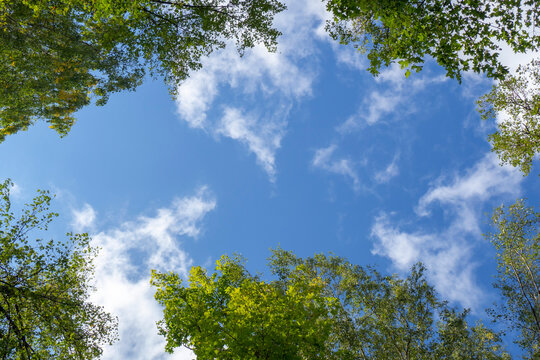 Tree tops against the sky. Looking at the blue sky and white clouds framed by green tree branches. Bottom view, perspective.
