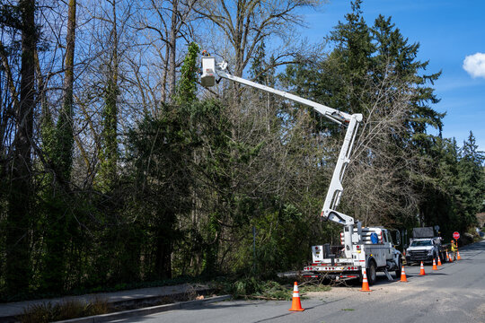 City parks worker high up in a lift bucket cutting down a windfall tree covered in ivy, hazard prevention
