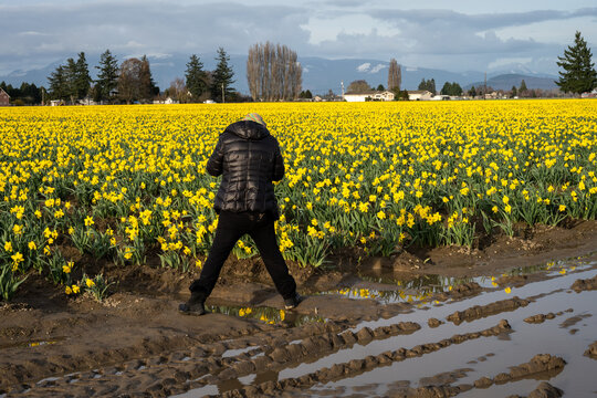 Woman photographer dressed in black taking pictures of a field full of bright yellow daffodils in full bloom, wet spring landscape

