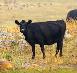 black cow