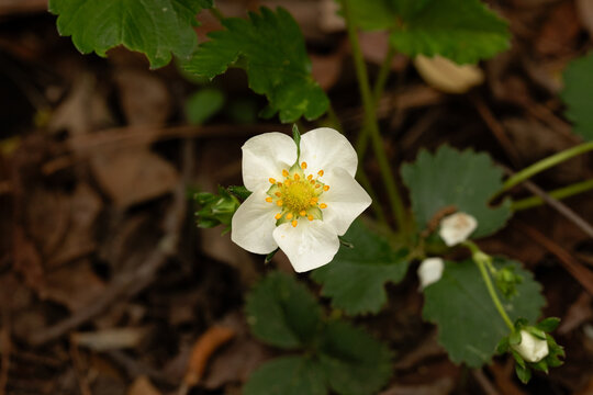 strawberry blossom