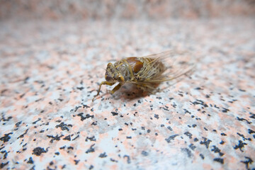 Cicada in the room