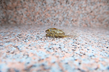 Insects in the studio