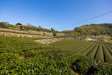 Tea field over the mountain in Alishan of Shizhuo in Taiwan