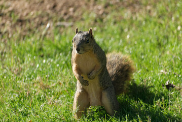 squirrel on the grass
