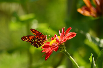 butterfly on flower