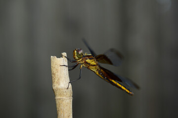 dragonfly on a bamboo pole