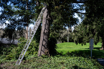 Aluminum extension ladder propped up against an evergreen tree for pruning branches
