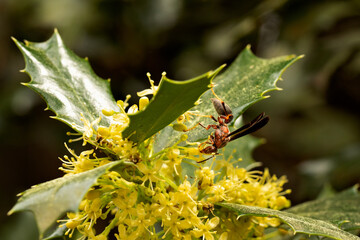 wasp on flower