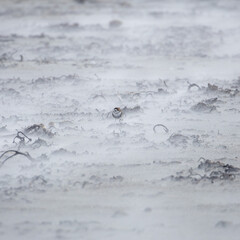 A Two-Banded Plover (anarhynchus falklandicus) in a sandstorm on the beach. Square Composition.