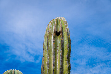 Cactus y corazón
