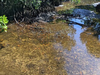 The lush green mangrove conservation forest is used as an educational tourist spot in East Kalimantan
