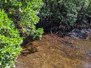 The lush green mangrove conservation forest is used as an educational tourist spot in East Kalimantan