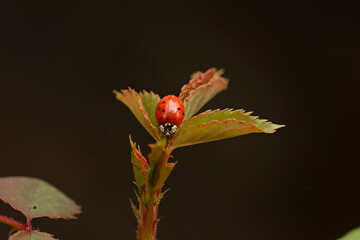 ladybug on rose