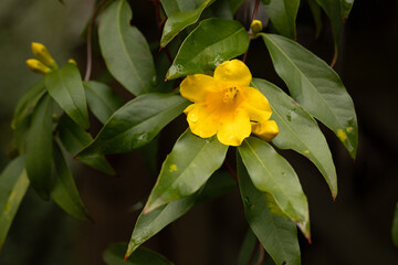 carolina jessamine