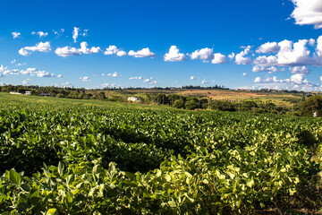 Rural landscape with fresh green soy field. Soybean field, in Brazil.