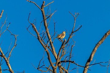 Canario da Terra, Sicalis flaveola, also known as Canarinho, perched on a dry tree in the rural in Brazil