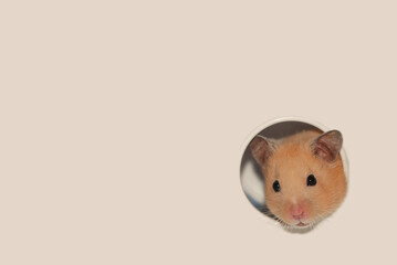 Golden hamster peeking through a hole