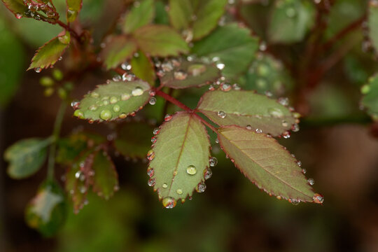 dew on rose leaves