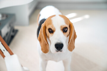 Cute beagle dog in the apartment. 
