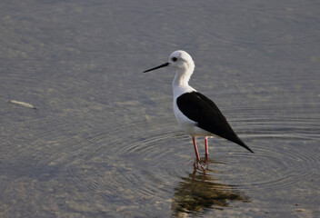 Black Winged stilt