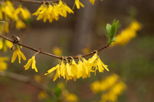 forsythia