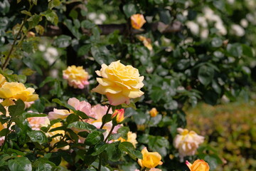 Peace rose in full blooming	
