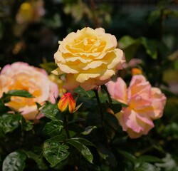 Peace rose in full blooming	
