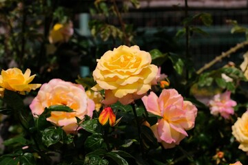 Peace rose in full blooming	
