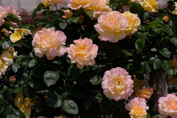 Peace rose in full blooming	