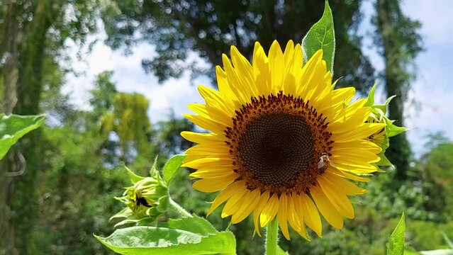 Bee picking up pollen sunflower  in the garden Field of yellow sunflower flowers , background of clouds. unflower sways in the wind .summer field sunflower seeds , flowers in field  ,close up