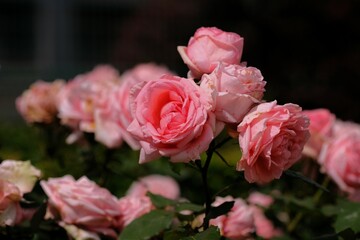 Hamamirai rose in full blooming	