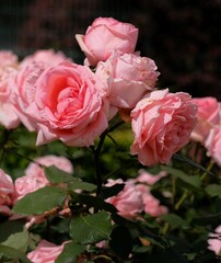 Hamamirai rose in full blooming	