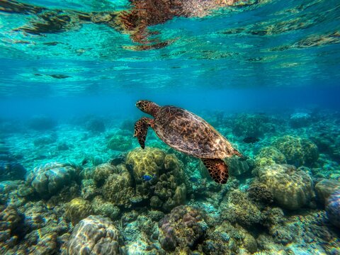 Sea turtles have captivated human imagination for centuries, inspiring myths, legends, and cultural traditions around the world.
