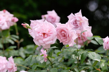 Lady X rose in full blooming	
