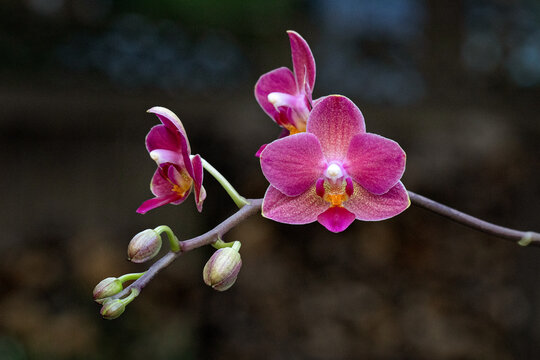 orchid