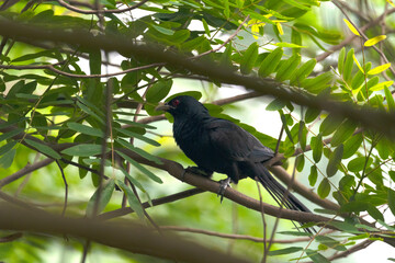 An Asian koel sings in the morning 