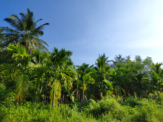 Fototapeta premium a group of areca palm trees against a blue sky background