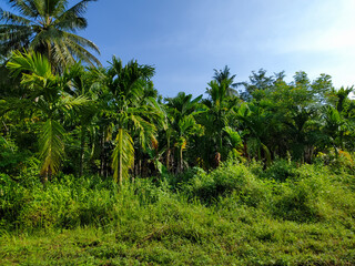 Fototapeta na wymiar a group of areca palm trees against a blue sky background