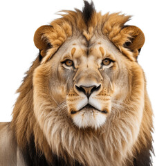 lion head isolated on transparent background