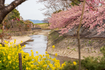 Fushimi-ku, Kyoto, Japan - March 11 2024 : Kawazu cherry blossoms in the Yodo Suiro Waterway in Kyoto.