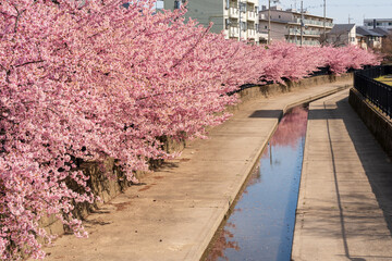 Kawazu cherry blossoms in the Yodo Suiro Waterway in Kyoto, Japan.
