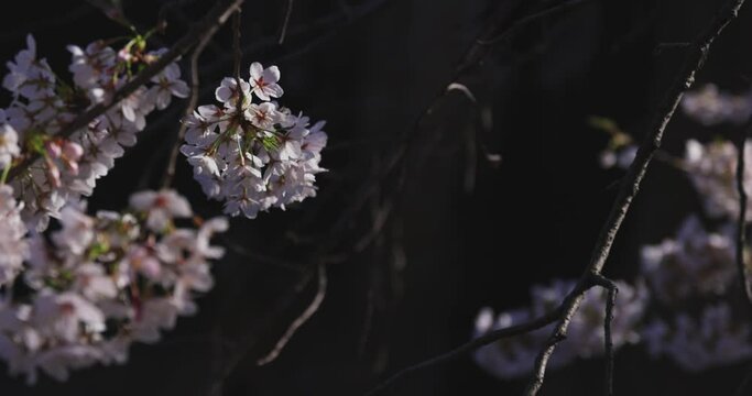 A slow motion of cherry blossom swinging wind in Japan close up