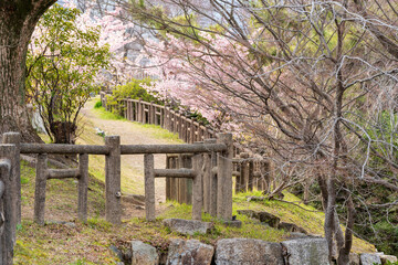 Yodo Castle Ruins in Kyoto in cherry blossoms season. Japan.