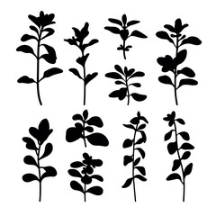 Marjoram medicine plant silhouette stencil templates - 783519441