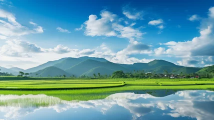  A panoramic view of a lush rice paddy field reflecting the morning sunlight, copy space, photo shot © Nittaya