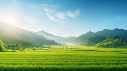 Fototapeta premium A panoramic view of a lush rice paddy field reflecting the morning sunlight, copy space, photo shot