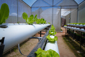 verticulture farm, plant vegetables vertically in used pipes and buckets - obrazy, fototapety, plakaty