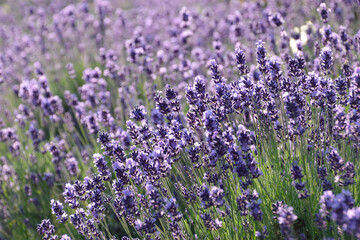 The lavender garden / ラベンダー畑～五分咲き, 早朝